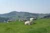 espace-museographique-de-la-maison-du-charolais charolles