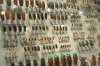 la-cite-des-insectes nedde