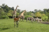 zoo-de-bordeaux-pessac pessac