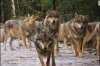 alpha-le-parc-des-loups-du-mercantour saint-martin-vesubie