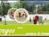 camping-masseret-lamongerie-domaine-des-forges masseret