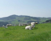espace-museographique-de-la-maison-du-charolais charolles