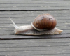 le-musee-de-l-escargot-en-champagne dormans