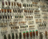 la-cite-des-insectes nedde
