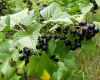 le-cassissium nuits-saint-georges