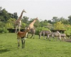 zoo-de-bordeaux-pessac pessac