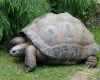 zooparc-de-beauval saint-aignan