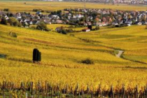 wintzenheim