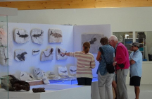 paleodecouvertes-museum-de-l-ardeche balazuc