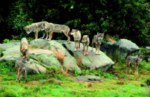 les-loups-de-chabrieres gueret