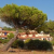 motel-logis-d-abartello olmeto