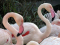 zoa-parc-animalier-et-exotique sanary-sur-mer